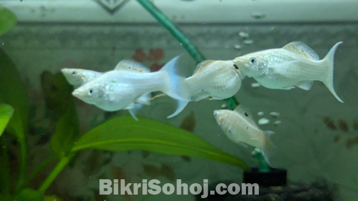 Adult White Moon Tail Balloon Molly Fish
